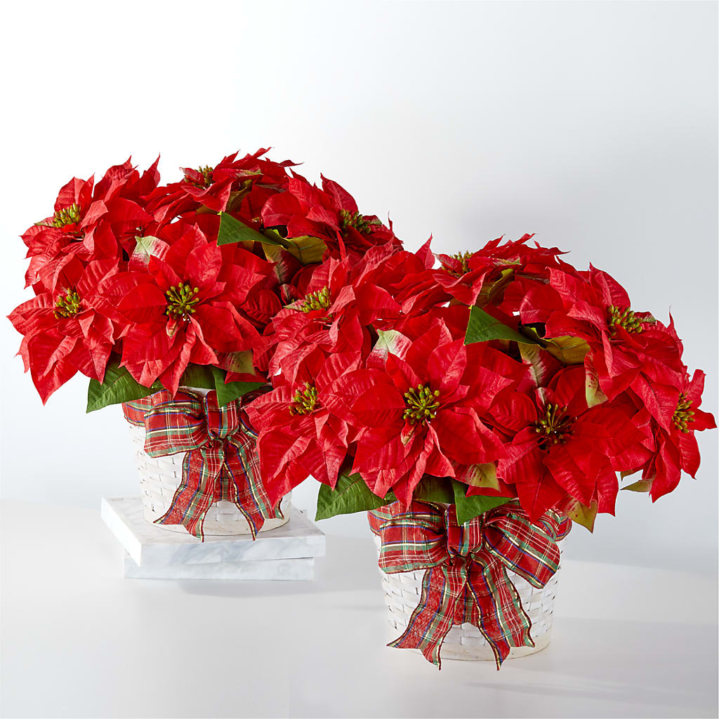 Happiest Holidays Poinsettia Bundle – Gcg Flowers, Cary NC