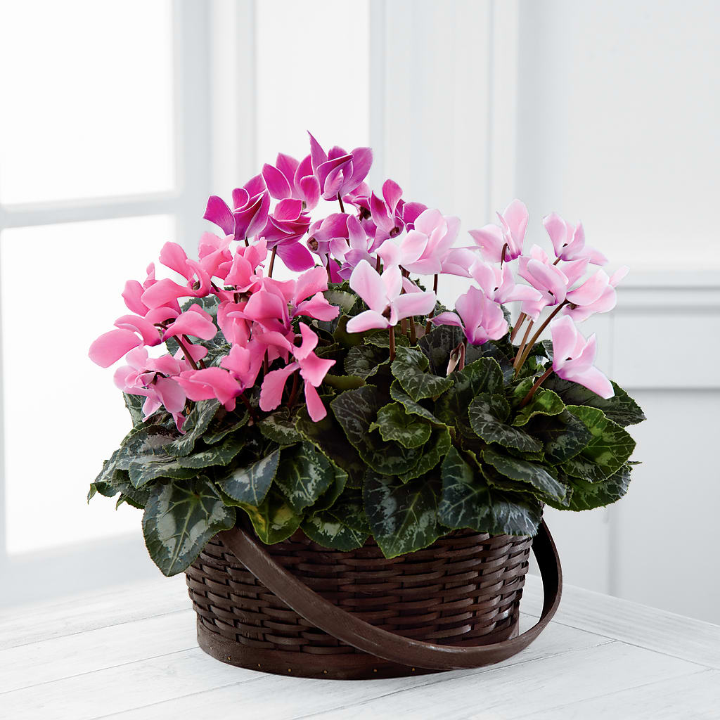 Mixed Cyclamen Planter – Gcg Flowers, Cary NC
