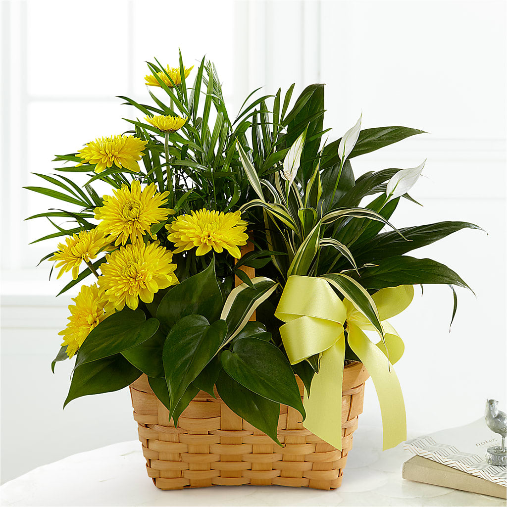 Loving Light Dishgarden – Gcg Flowers, Cary NC