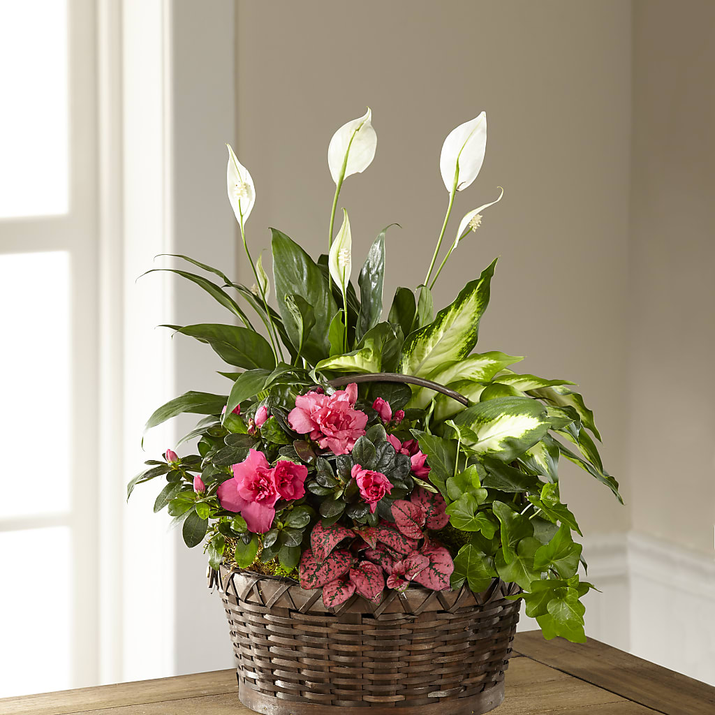 Dream in Pink Dishgarden – Gcg Flowers, Cary NC