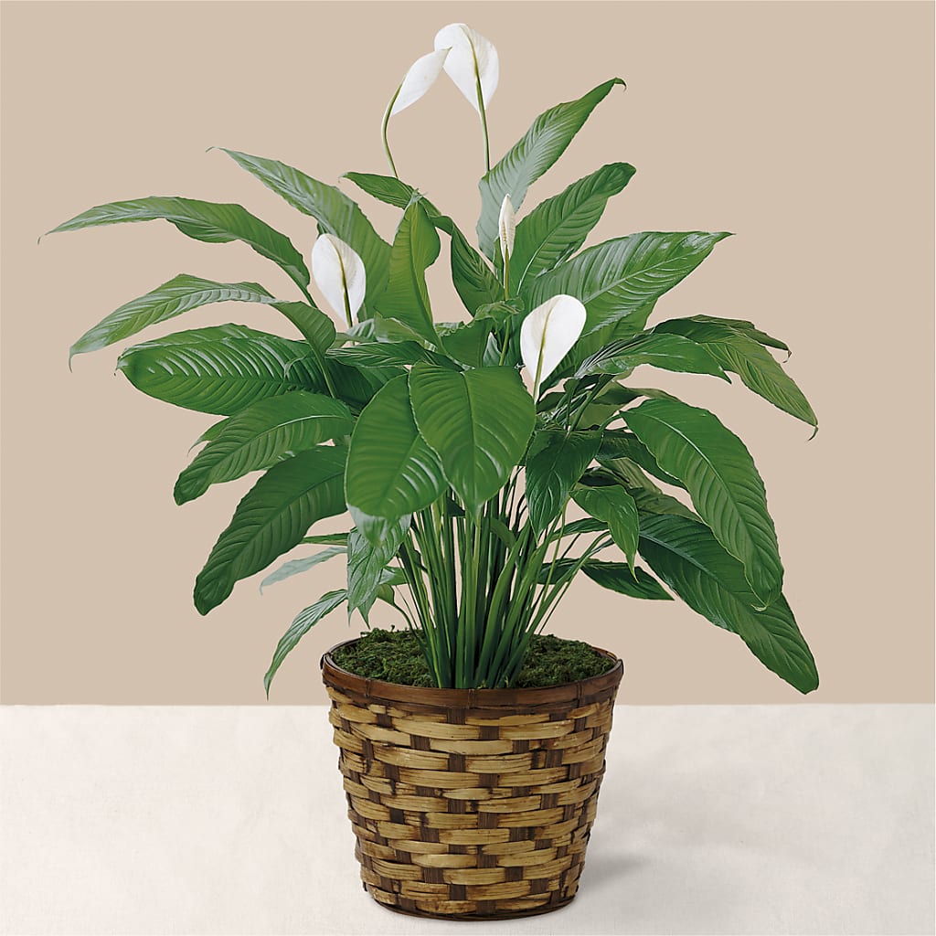 Tranquil Moments Peace Lily Plant – Gcg Flowers, Cary NC