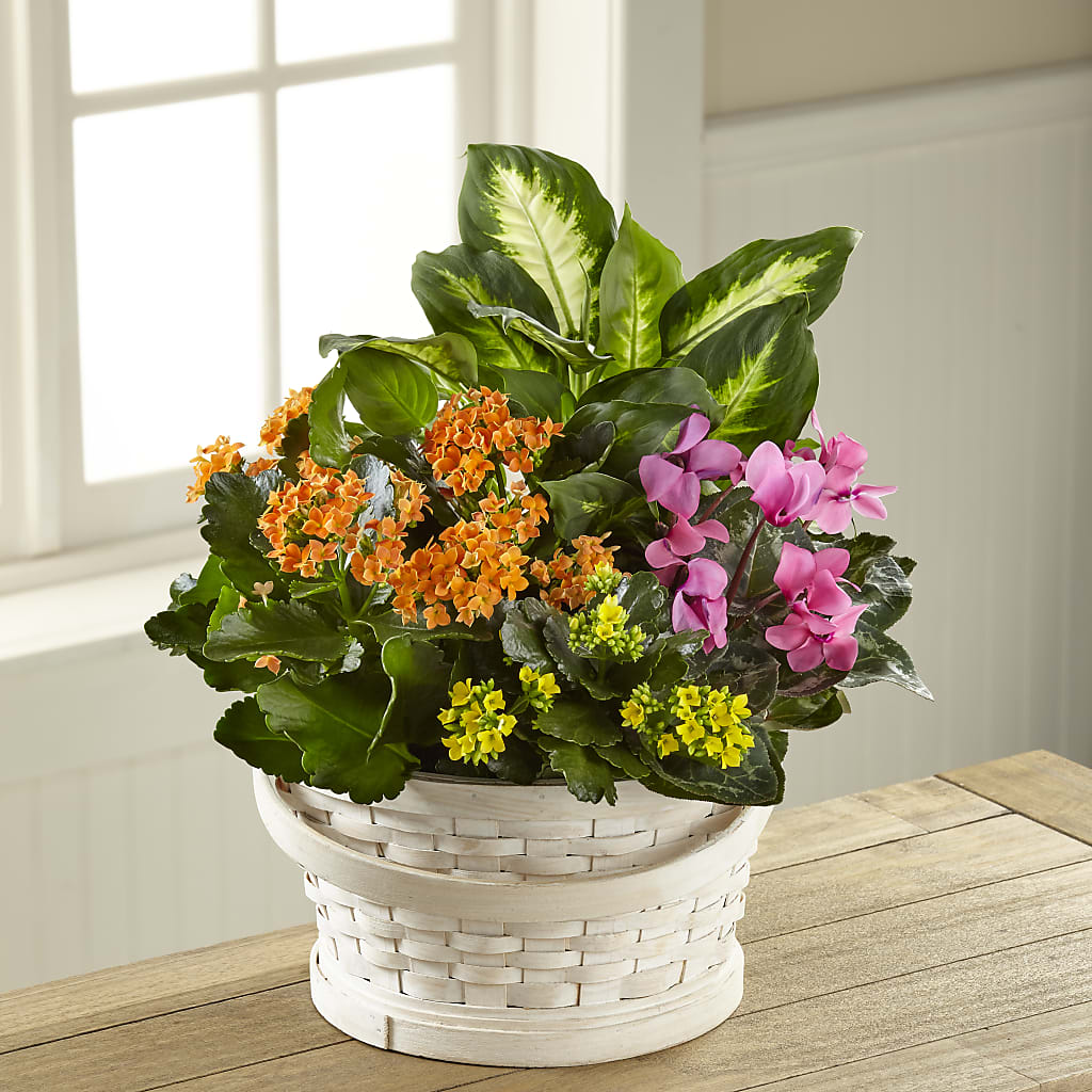Color Crush Dishgarden – Gcg Flowers, Cary NC