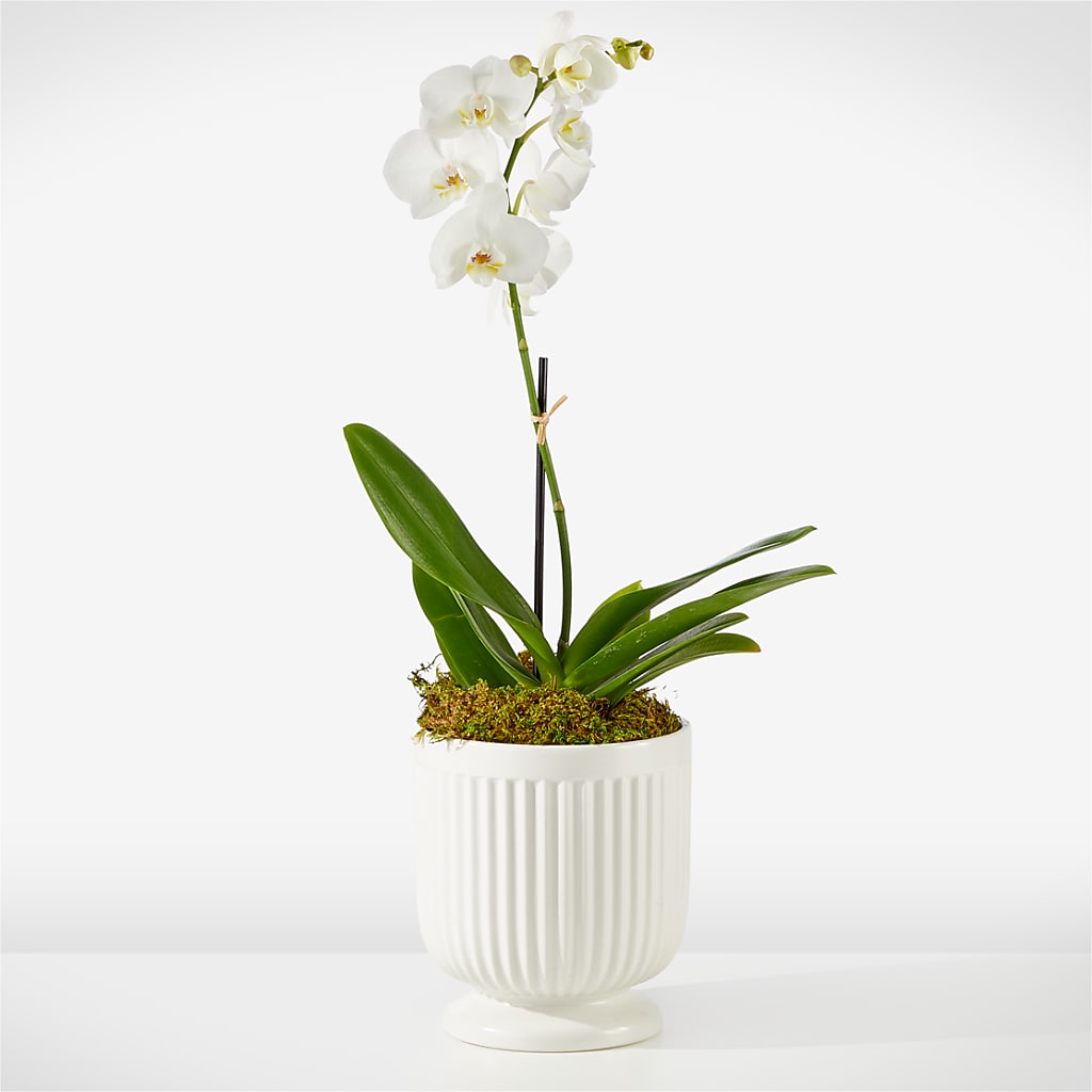 Whispering White Orchid – Gcg Flowers, Cary NC