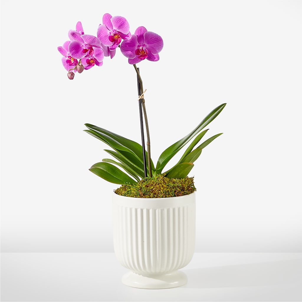 Friendly Fuchsia Orchid – Gcg Flowers, Cary NC