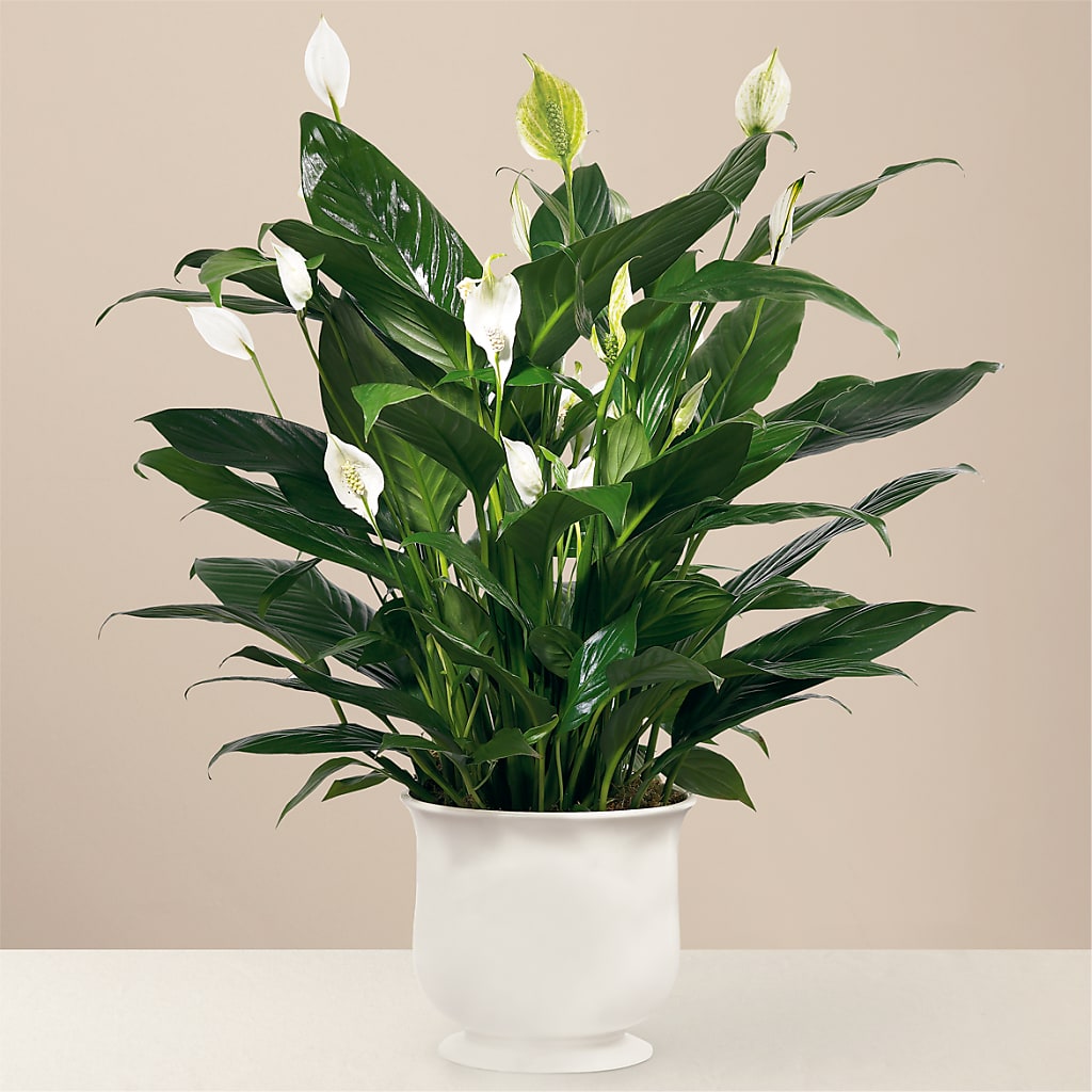 Comfort Planter – Gcg Flowers, Cary NC