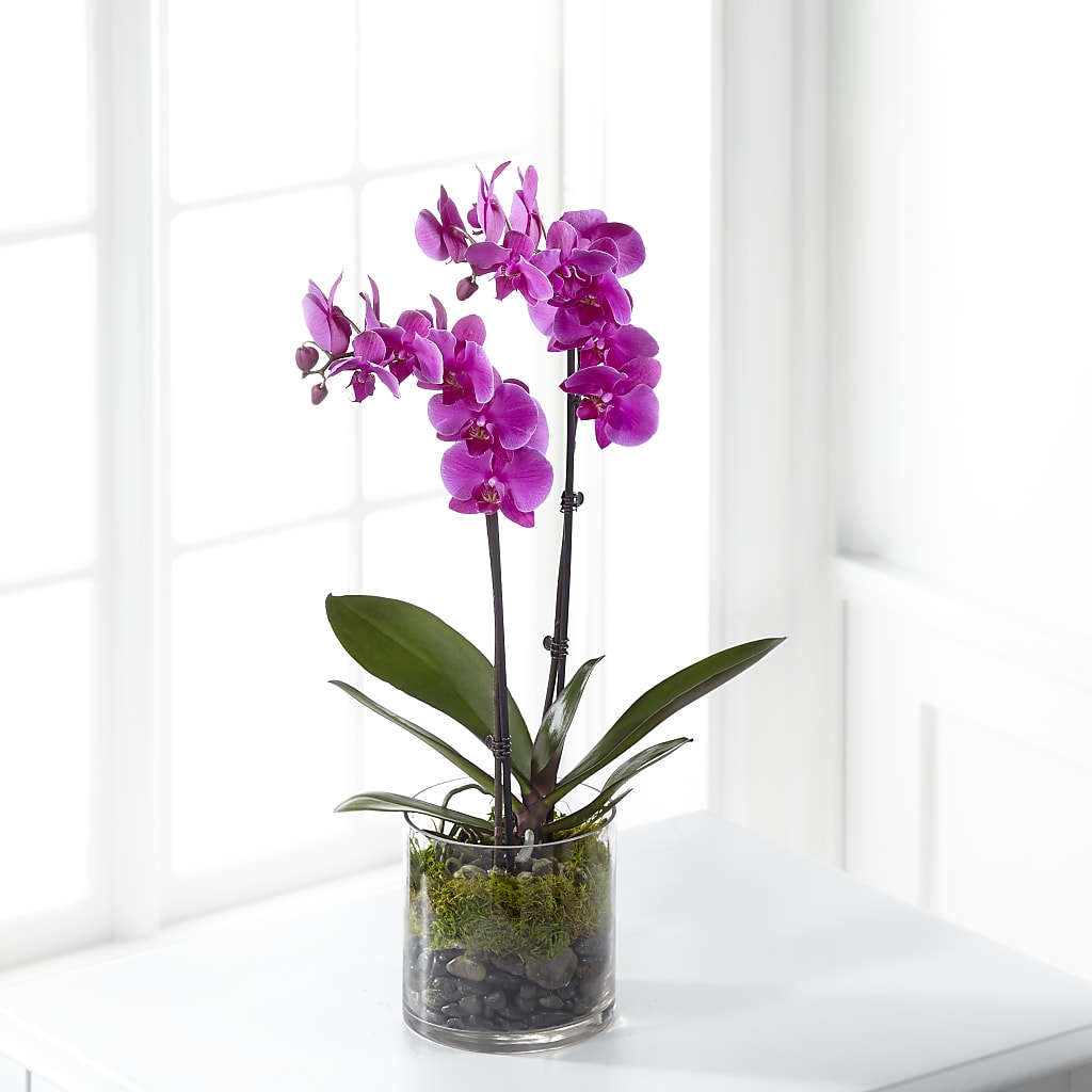 Pink Orchid Plant – Gcg Flowers, Cary NC