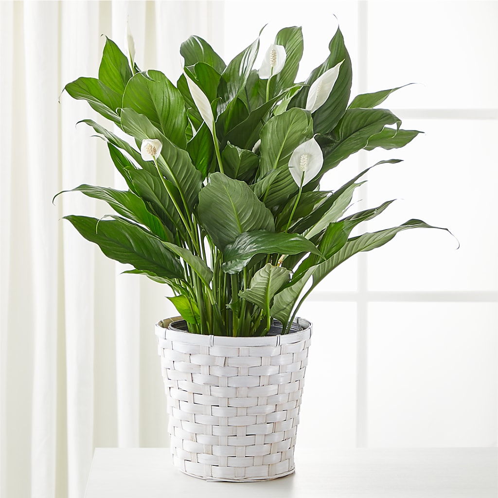 A New Leaf Peace Lily – Gcg Flowers, Cary NC