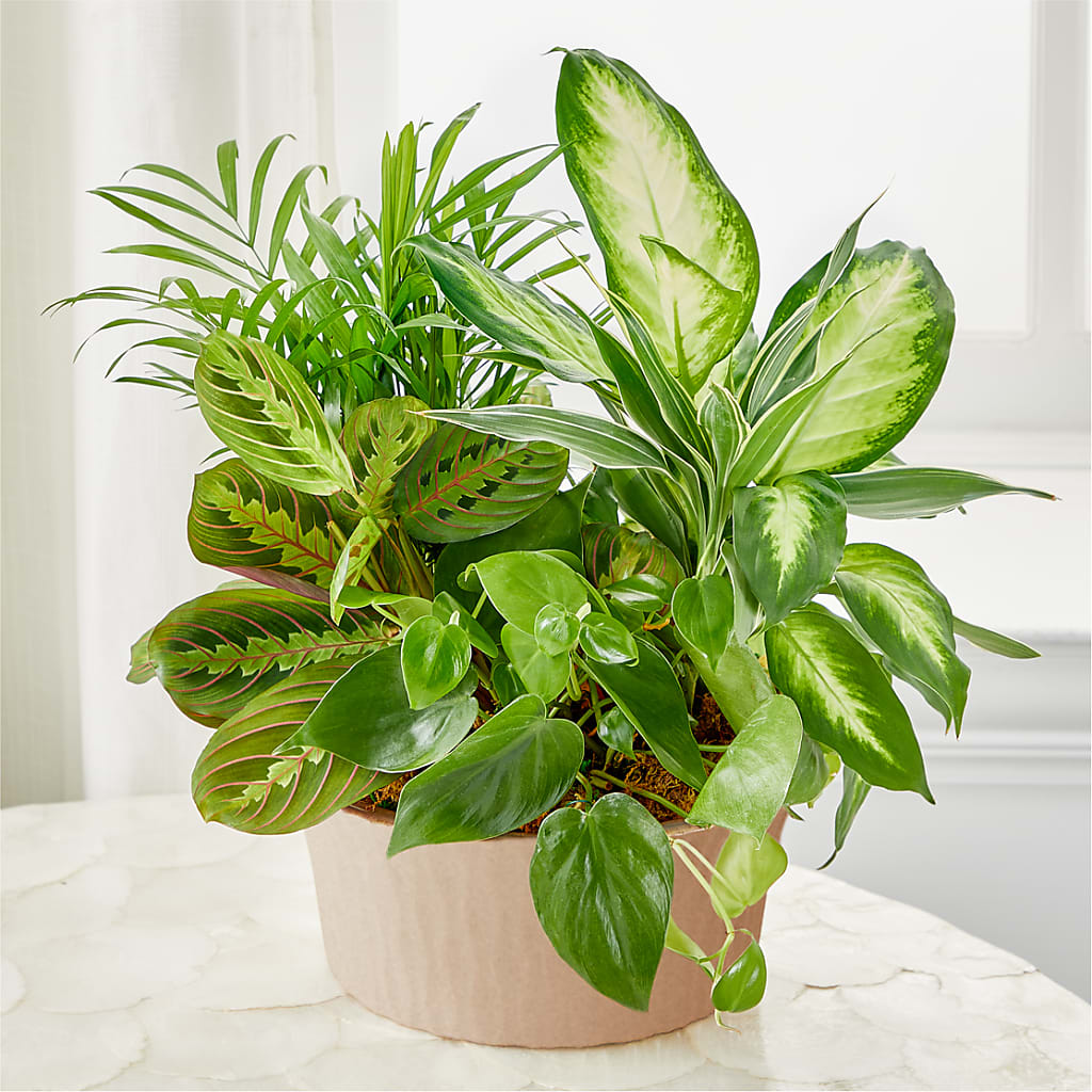 Balance & Harmony Dishgarden – Gcg Flowers, Cary NC