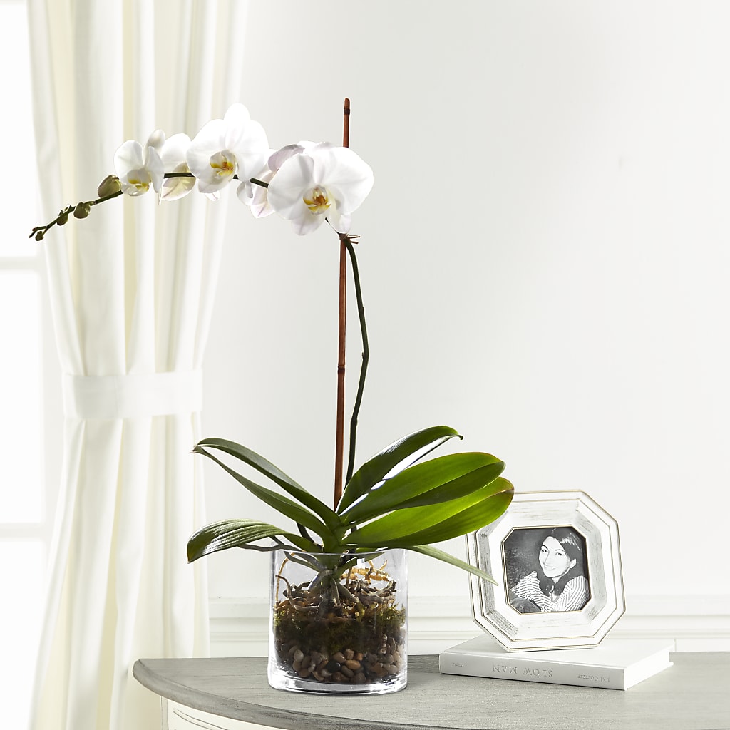 White Orchid Planter – Gcg Flowers, Cary NC