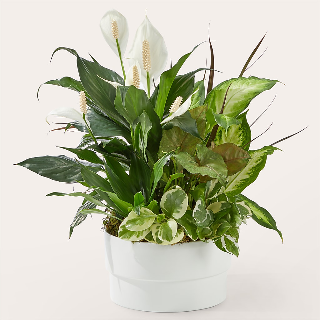 Radiating Positivity Dishgarden – Gcg Flowers, Cary NC