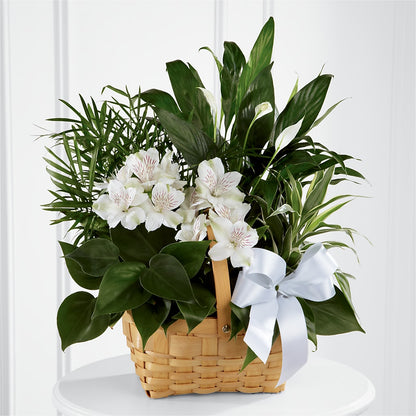 Peace & Serenity Dishgarden –  Gcg Flowers, Cary NC