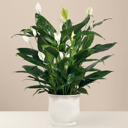 Comfort Planter –  Gcg Flowers, Cary NC