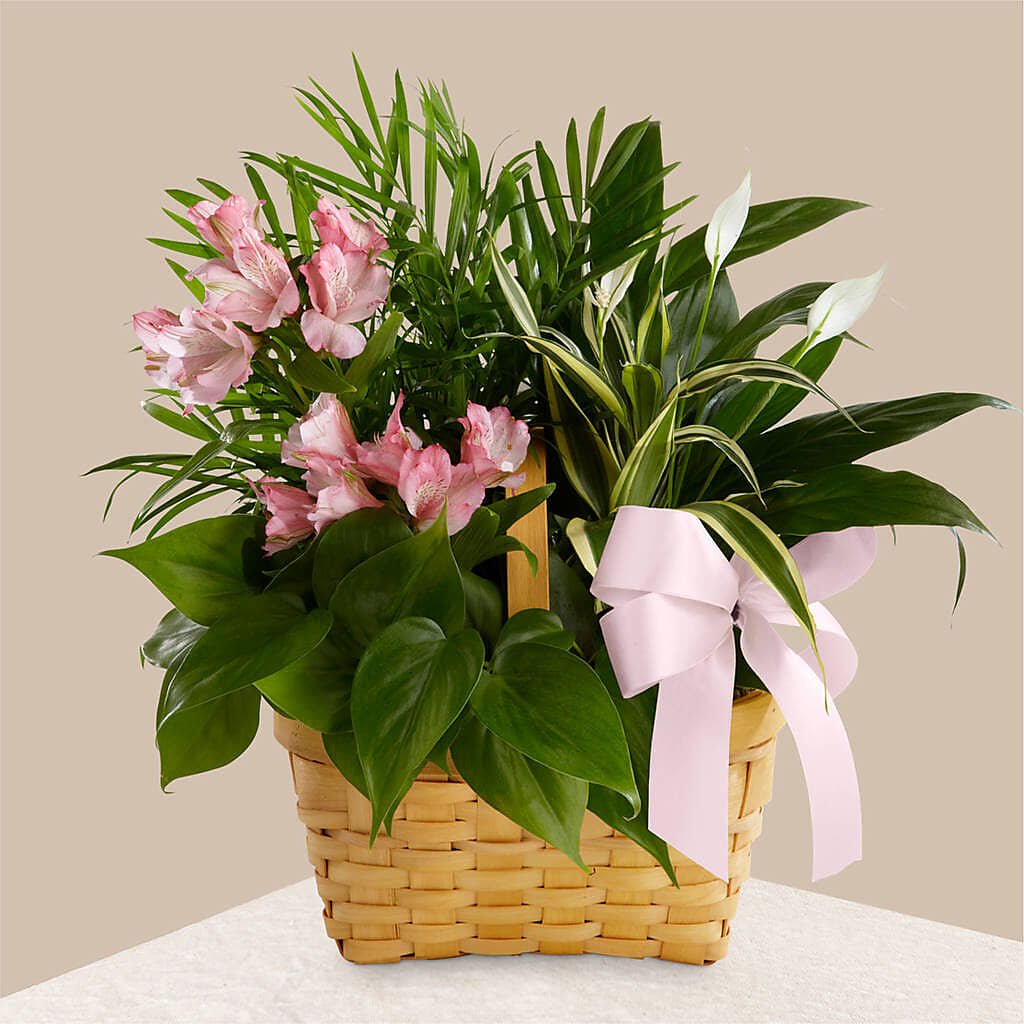 Living Spirit Dishgarden –  Gcg Flowers, Cary NC