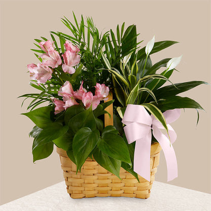 Living Spirit Dishgarden –  Gcg Flowers, Cary NC