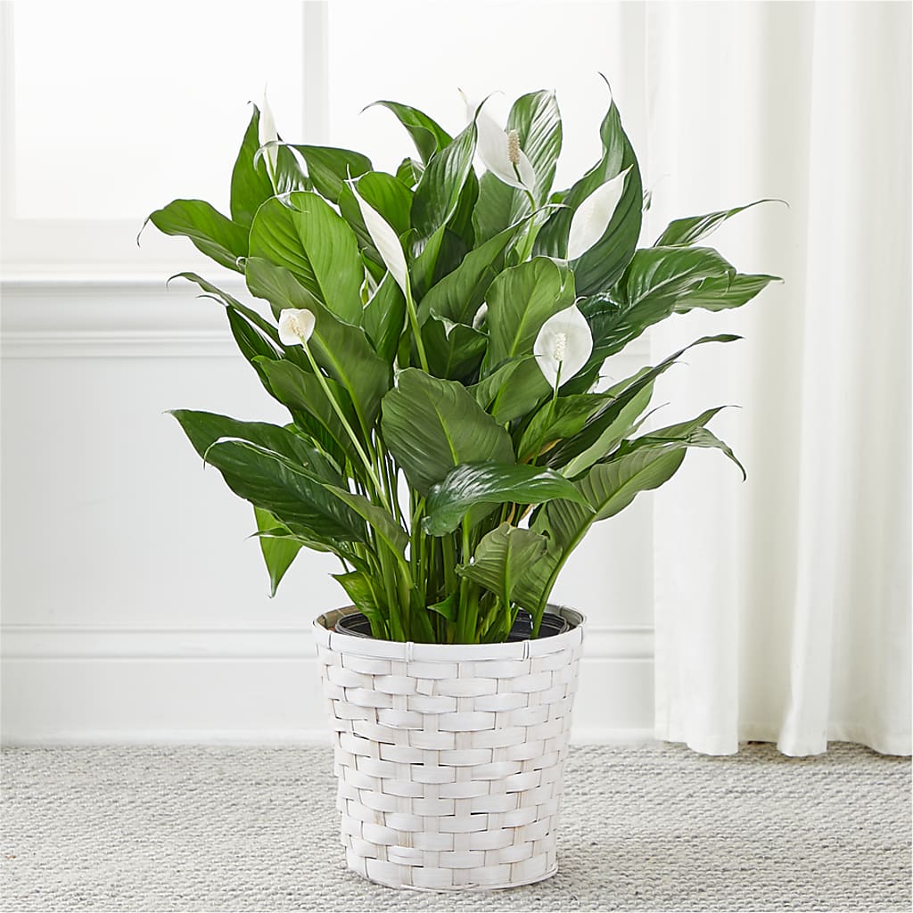 A New Leaf Peace Lily –  Gcg Flowers, Cary NC
