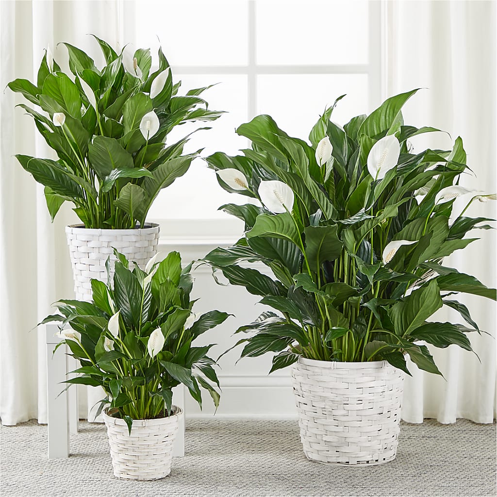 A New Leaf Peace Lily –  Gcg Flowers, Cary NC