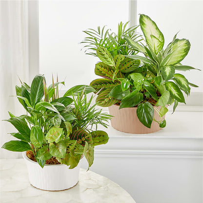 Balance & Harmony Dishgarden –  Gcg Flowers, Cary NC
