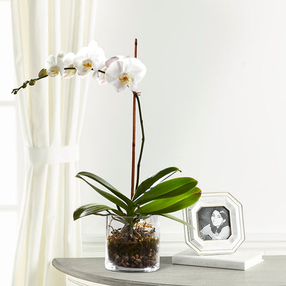 White Orchid Planter –  Gcg Flowers, Cary NC