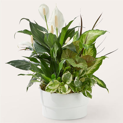 Radiating Positivity Dishgarden –  Gcg Flowers, Cary NC